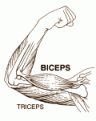 Click image for larger version

Name:	bicepstriceps.gif
Views:	31
Size:	8.1 KB
ID:	156879