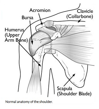 Shoulder pain | JuicedMuscle.com
