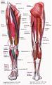 Click image for larger version

Name:	muscle-diagram-of-leg.jpg
Views:	147
Size:	11.4 KB
ID:	152719