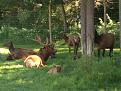Click image for larger version

Name:	WILDLIFE SAFARI4.jpg
Views:	46
Size:	91.7 KB
ID:	153837