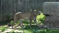 Click image for larger version

Name:	WILDLIFESAFARI5.jpg
Views:	42
Size:	20.6 KB
ID:	153838