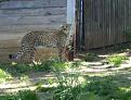Click image for larger version

Name:	WILDLIFE SAFARI6.jpg
Views:	38
Size:	20.3 KB
ID:	153839
