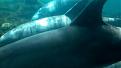 Click image for larger version

Name:	SWIMMING WITH DOLPHINS.jpg
Views:	38
Size:	12.0 KB
ID:	153841