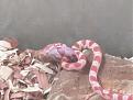 Click image for larger version

Name:	CORN SNAKE.jpg
Views:	48
Size:	76.7 KB
ID:	154274