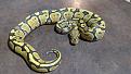 Click image for larger version

Name:	BALL PYTHON.jpg
Views:	69
Size:	34.7 KB
ID:	154275