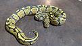 Click image for larger version

Name:	BALL PYTHON.jpg
Views:	56
Size:	34.7 KB
ID:	154275