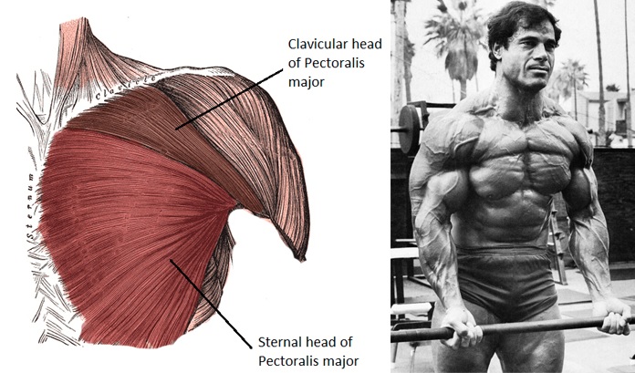 Male Chest Muscles Diagram : Muscle detailing: The chest ...