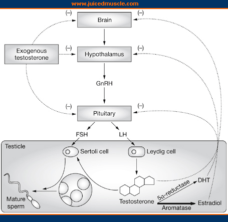 Steroid muscle growth